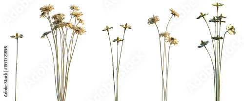 Quadro su tela Set of Matthiola incana and Gerbera jamesonii (Barberton daisy or Transvaal dais
