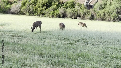 Three watchful deer graze in a grassy field