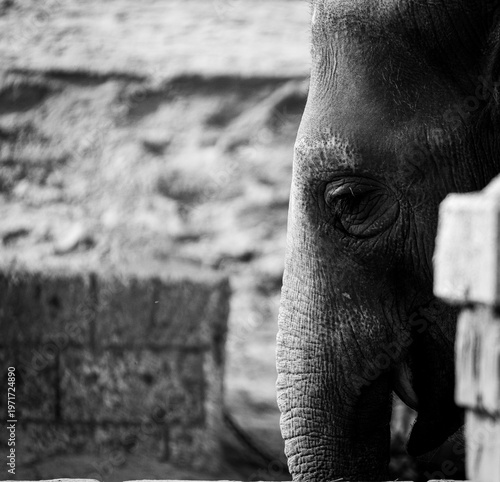 Fotografía Wilde Tiere Nahaufnahme