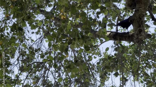 Crow makes strange vocalizations in oak tree	