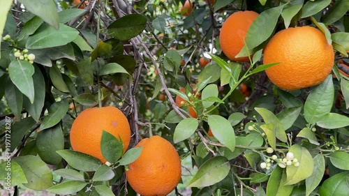 A close-up shot of orange trees in a garden in spring. Orange trees in bloom and with ripe fruit in a citrus orchard.