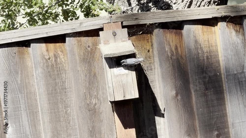 White-breasted nuthatch with bit of food cleans beak before offering to mate