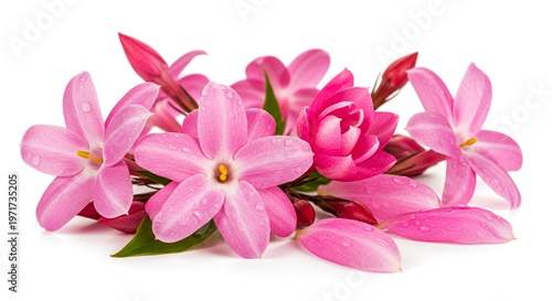 Beautiful pink jasmine flowers blooming in spring, white background, copy space 