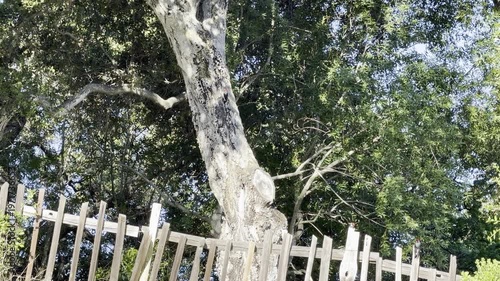 Flock of woodpeckers on a tree and fence
