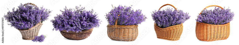Fototapeta premium Wicker baskets with vibrant lavender flowers on white background, set