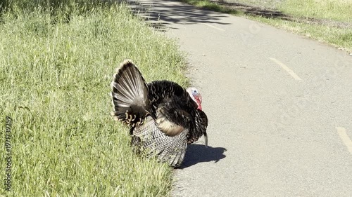 Tom turkey in breeding display crosses road