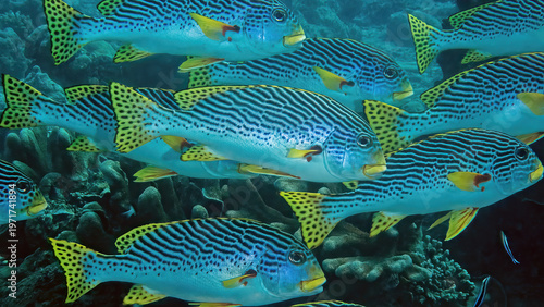A School of Oriental Sweetlips (Plectorhinchus vittatus), Reefs of Sipadan Island, Sabah, Malaysia, Borneo