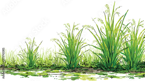 Detailed Rice Plants Field Vector Illustration with Outlines