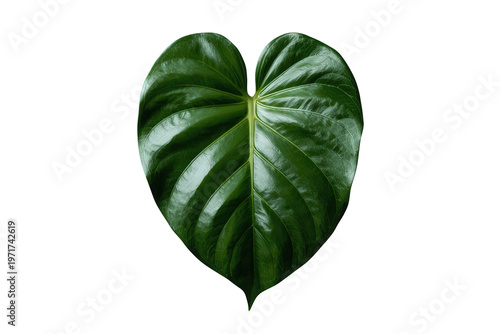 Heart-shaped green leaf showing nature, love, and organic growth, isolated with transparent background