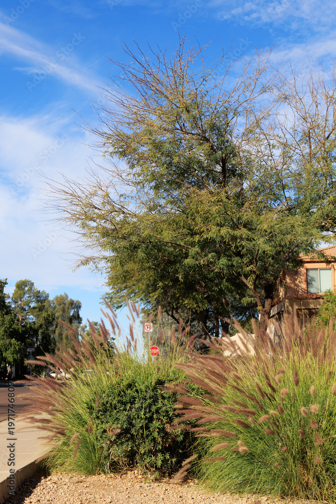 Fototapeta premium Close-up of Fountain grass growing in Arizona xeriscaped residential suburban roadsides 