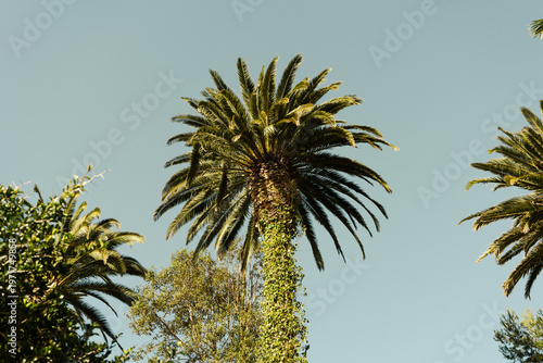 Tropical Palm Trees Against Clear Blue Sky, Sunny California Coast
