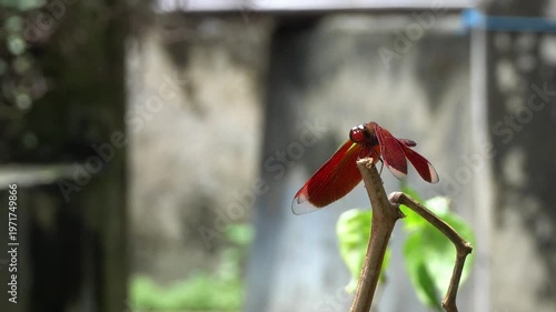 Look beautiful of red dragonfly on top tree