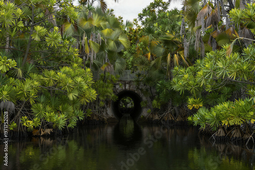 Green mangrove swamp tunnel in Florida Everglades