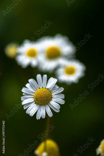 Bild auf Leinwand Scentless False Mayweed (Tripleurospermum inodorum)