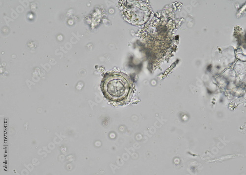 Konstfotografi soil microorganisms under a microscope including amoeba, flagellates, nematodes,