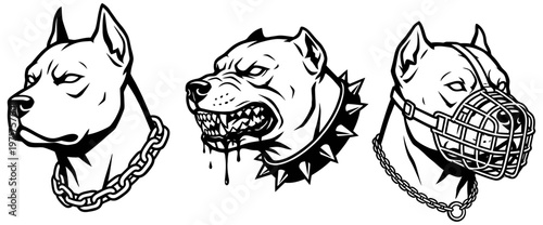 Three distinct pitbull dog heads in black and white one wearing a spiked collar another snarling fiercely and the third fitted with a protective muzzle aggressive chain angry