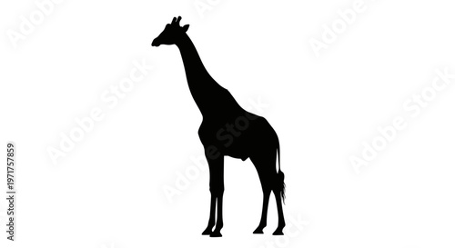 Black silhouette of a giraffe.