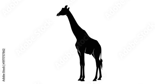 Black silhouette of a giraffe 1.