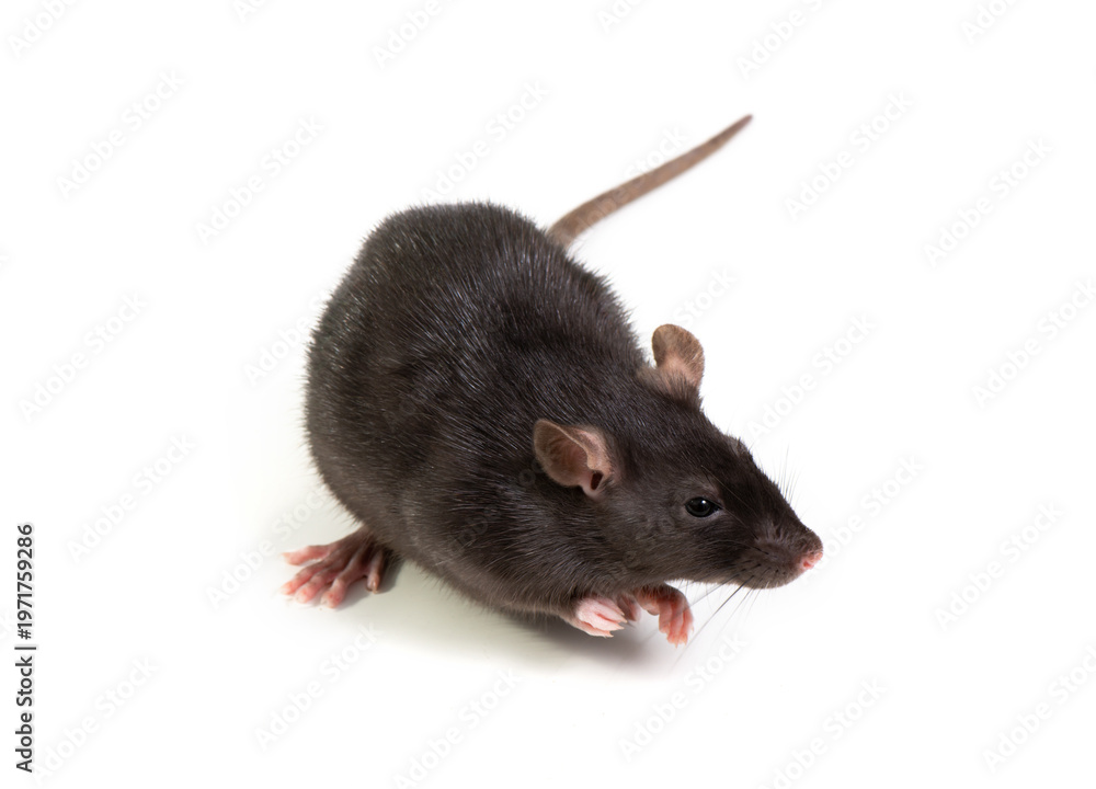 custom made wallpaper toronto digitalBlack rat  isolated on white background. Pet and care. Rodents, home rats and the threat of the harvest. Selective focus.