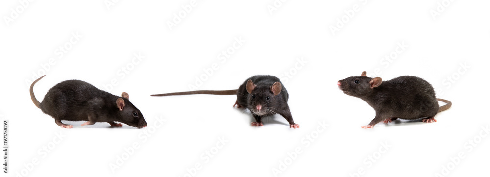 custom made wallpaper toronto digitalThree images of a black rat in different poses, isolated on a white background. Pet and care. Rodents, home rats. Selective focus.