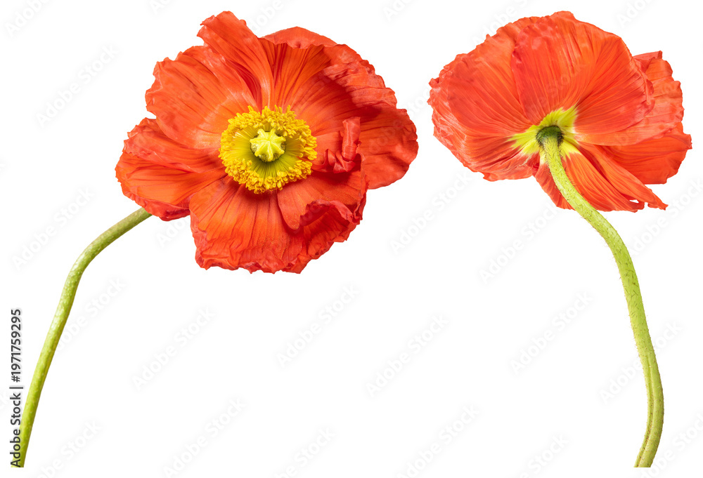 Obraz premium PNG Vibrant orange poppy blossoms element set on transparent background