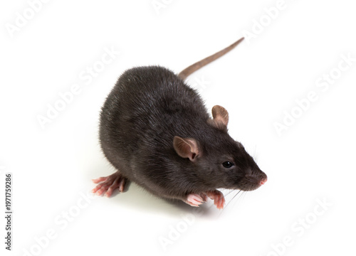 Wallpaper Mural Black rat  isolated on white background. Pet and care. Rodents, home rats and the threat of the harvest. Selective focus. Torontodigital.ca