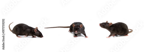 Three images of a black rat in different poses, isolated on a white background. Pet and care. Rodents, home rats. Selective focus.