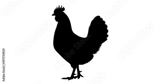 Black Silhouette of Rooster.