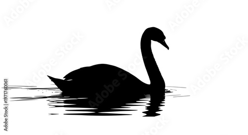 Black Swan Silhouette Swimming Water.