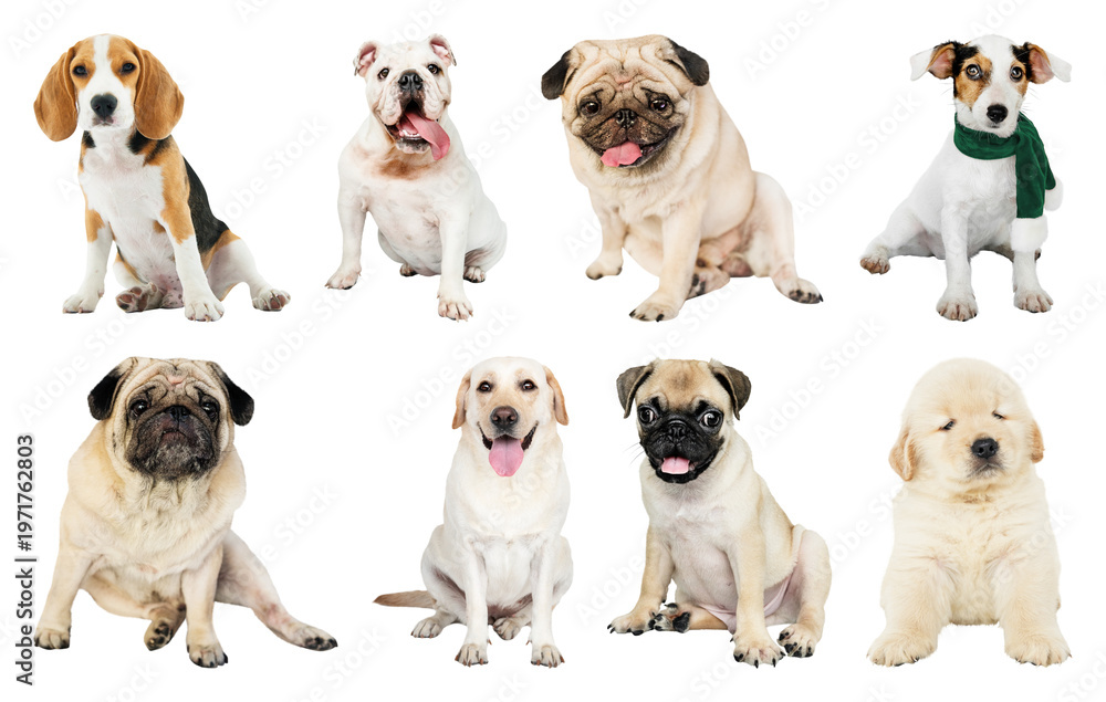 Fototapeta premium PNG Adorable diverse dogs posing element set on transparent background