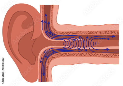 Detailed illustration showcases the ear canal's resonance logic, highlighting sound wave propagation. Vibrant colors and clear anatomical depiction for educational or medical visuals.