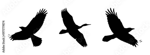 Three black bird silhouettes flying in formation with wings spread wide and feathers visible