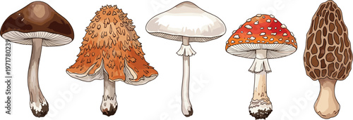 Set of edible and wild mushrooms isolated on white background forest fungi vector illustration collection