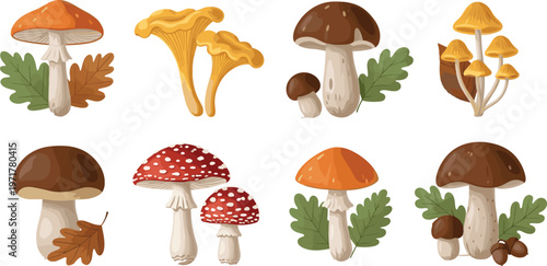Set of forest mushrooms with leaves and acorns isolated on white background autumn nature vector illustration collection