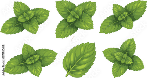 Set of fresh mint leaves and plant clusters isolated on white background herbal botanical vector illustration collection