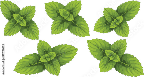 Set of fresh mint plant clusters with green leaves isolated on white background herbal vector illustration collection