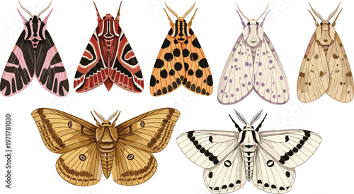 Set of moth insects with detailed wings isolated on white background wildlife entomology vector illustration collection