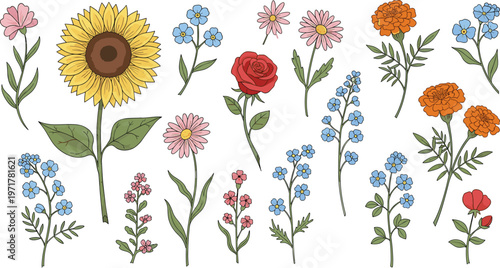 Set of various garden flowers including sunflower rose marigold and forget-me-not isolated on white background botanical vector illustration collection