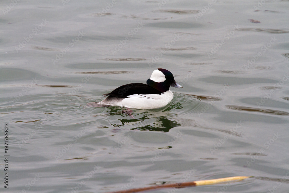 Fototapeta premium bufflehead duck swimming in a pond