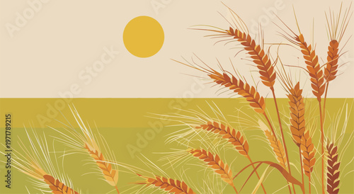 Golden wheat field with sun shining in the sky during late afternoon in a rural landscape