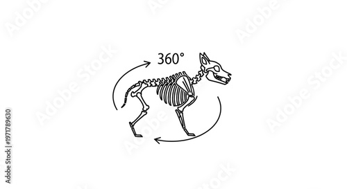 Dog skeleton 360 degree rotation illustration, anatomical view