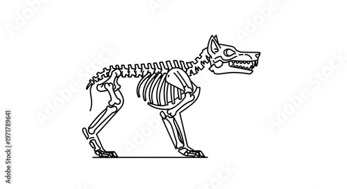 Dog Skeleton Illustration, Anatomical Outline, Canine Bone Structure