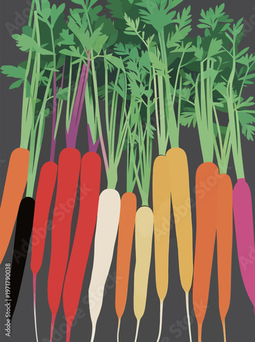 Freshly harvested carrots in various colors with green tops displayed on a dark background