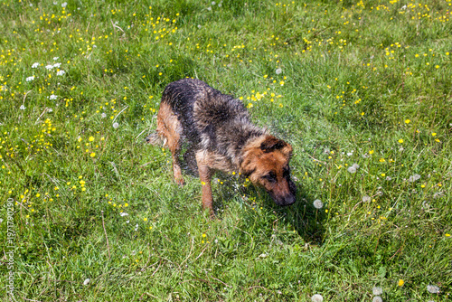 Bild auf Leinwand German shepherd dog shaking water in grass, water drops splashing