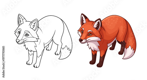 Coloring Page Fox Outline Next to Realistic Red Fox Illustration