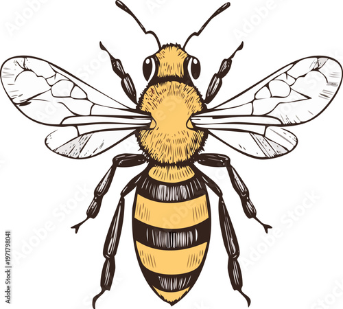 Hand drawn engraving style vector illustration of a honey bee, fine line hatching, vintage