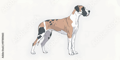 Great Dane dog breed standing tall.
