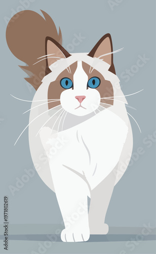 Soft fur cat walks toward the viewer with blue eyes on a light gray background in a simple design style