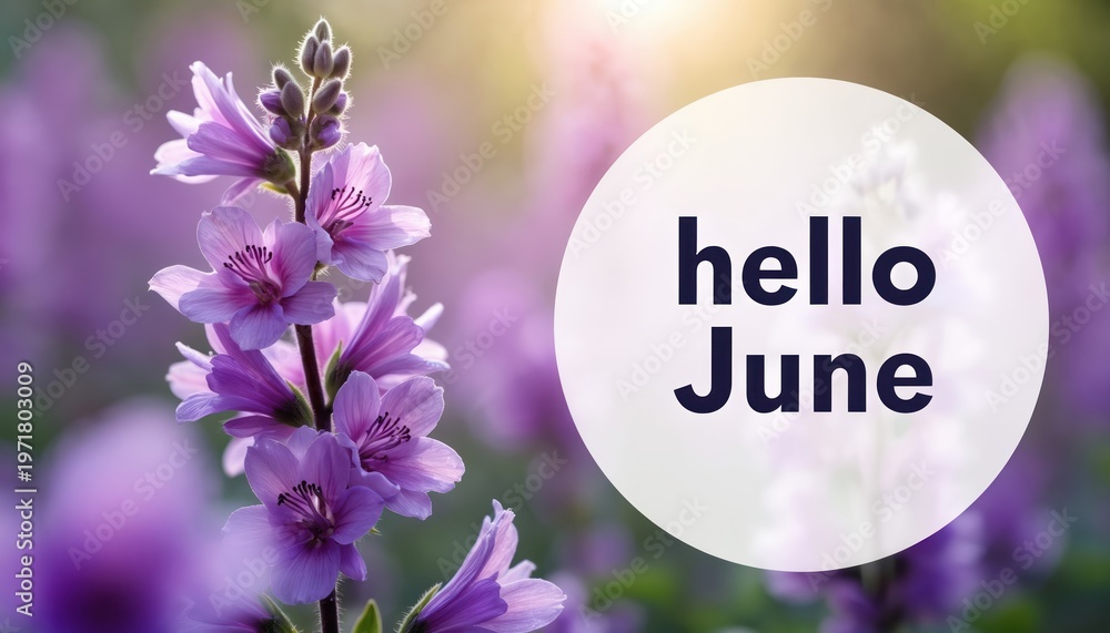 Naklejka premium Purple campanula flowers bloom with soft light, text hello June. Summer begins with gentle floral beauty greeting new month outdoors. Nature shows fresh growth, inviting warmth. Vibrant purple