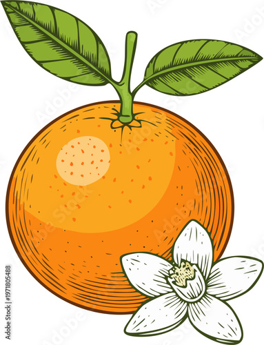 Hand drawn engraving style vector illustration of an orange fruit with leaf